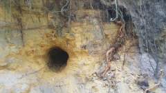 Entrance to one of the badger setts?