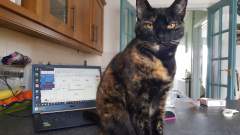 There's a cat on my laptop!