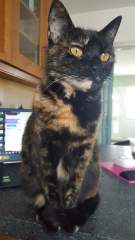 Beautiful cat sitting in front of my computer