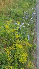 Close-up of roadside flowers in Denmark