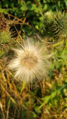 Thistle seedhead in the early evening sunlight of a very fine day in Denmark in the summertime
