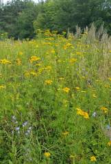Summertime wild flowers in a fallow field in Denmark