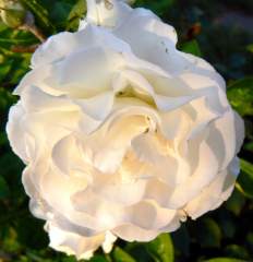 Beautiful creamy-white rose flower