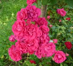 Beautiful pink flowers