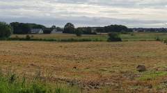 A freshly harvested grain field
