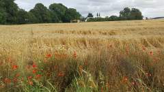Rural Denmark in summer - A golden field of ripe grain with some red poppies