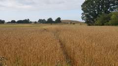 Summer field in Denmark