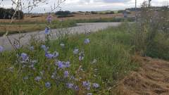 Denmark in bloom! Summertime wildflowers by the roadside