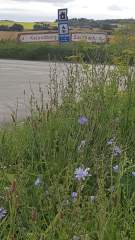 More blue wildflowers growing beside the road to Kalundborg