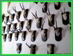 Hunting Trophies - Animal sculls with horns