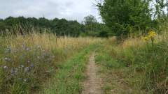 The path through the woods! A quiet walk through some fallow farmland in Denmark