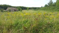 A fallow field full of beautiful wildflowers - or weeds, if you prefer!