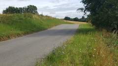 The long and not so windy road to the pub! Wildflowers growing alongside a beautiful country lane in Denmark
