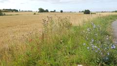 Pretty blue wildflowers and some red poppies beside a field of ripe grain, all ready for the summer harvest