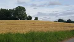 A freshly havested grain field set against a beautiful summer sky in Denmark