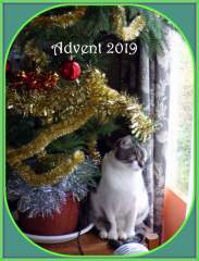 Advent 2019