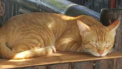 Young ginger cat sleeping peacefully