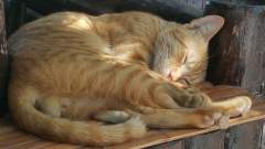 Young ginger cat fast asleep on a sunny afternoon