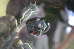 Red eared turtle