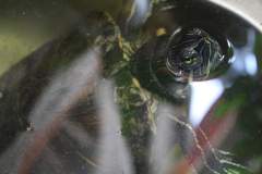 Red eared slider