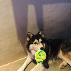Sweet dog