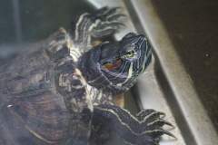 Red eared turle - ano titingin mo?!!