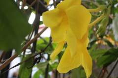 Yellow bell flower