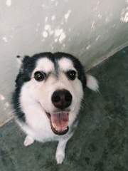 Gentle dog