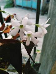 Hanging plant