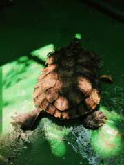 Red-eared slider