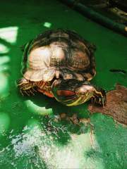 Trachemys scripta elegans