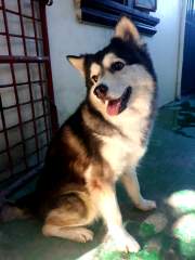 Happy Dog