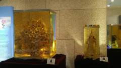 Flowers and Warrior made with Ginseng