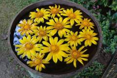Daisy