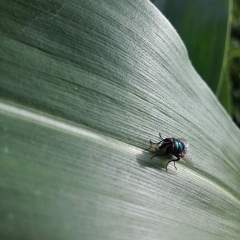 Fly insect