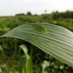 Grasshopper - or Tipaklong!!