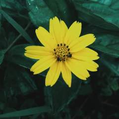 Bloom