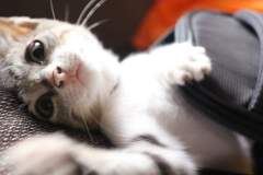 Kitten
