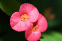 Crown of Thorns