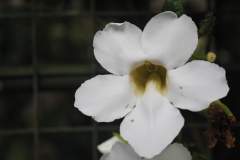 White Orchid