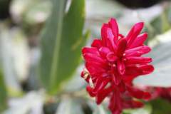 Alpinia Purpurata