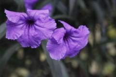 Violet Flower