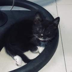 Elio - Cute little black kitten!