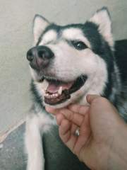 Smiling Husky