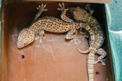 Two Geckos