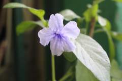 Viola labradorica