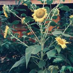 Sunflower Garden