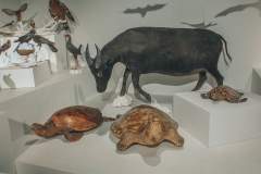 Turtles and Carabao