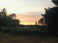 Sunset in the Hogmoor Inclosure, looking to the North West