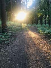 The setting Sun through the trees.